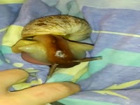 Gentle snail fuck with cumshot